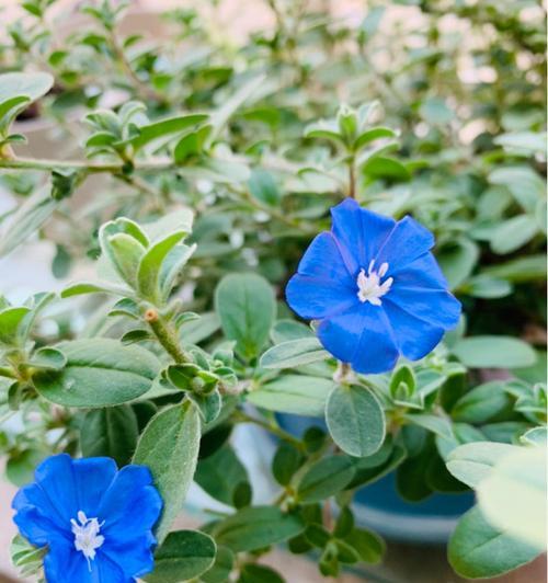 蓝星花的花语与寓意（揭示蓝星花的含义和象征意义）