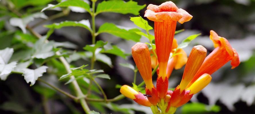 凌霄花的花语及其寓意剖析（探寻凌霄花的花语之美）