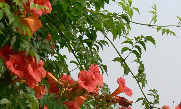 凌霄花的花语及其寓意剖析（探寻凌霄花的花语之美）