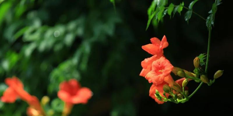 凌霄花的寓意象征是什么（探寻凌霄花所蕴含的内涵和象征意义）