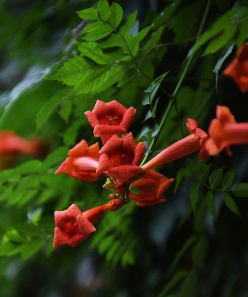 凌霄花——神秘而迷人的花朵（解读凌霄花的花语与寓意）