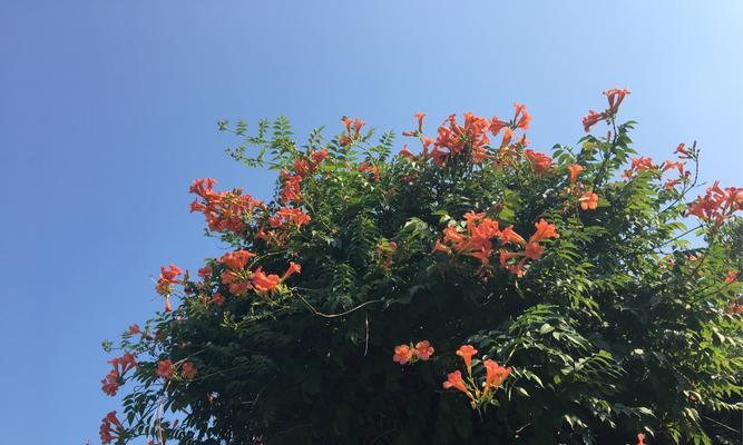 凌霄花——神秘而迷人的花朵（解读凌霄花的花语与寓意）