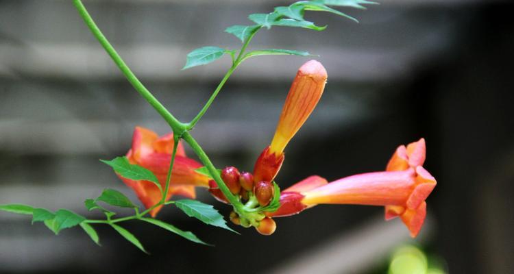 凌霄花的花语与寓意（探寻凌霄花的美丽和神秘）