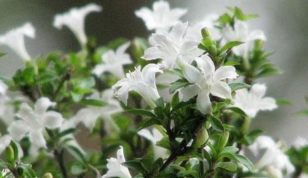 六月雪（探索六月雪花语与寓意）
