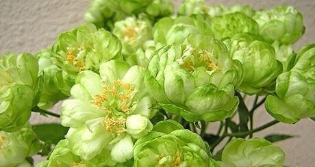 绿玫瑰的花语（绿玫瑰）
