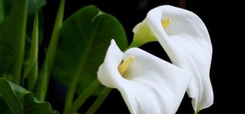 马蹄莲花语的含义及象征（揭示马蹄莲花的深层内涵）