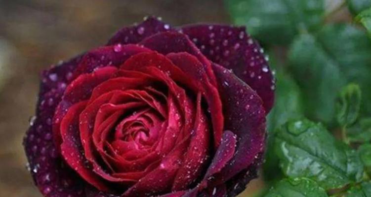 玫瑰花寓意几朵的意思是什么？不同数量的玫瑰花代表什么含义？