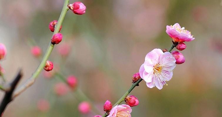 梅花象征什么品质？梅花的寓意和象征意义是什么？