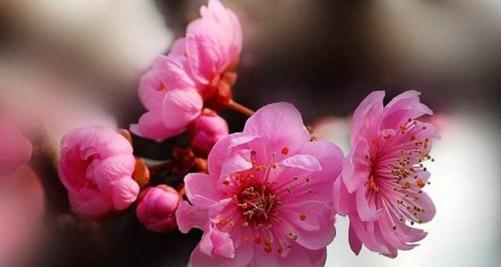 梅花象征着什么意义？梅花的花语和文化含义是什么？
