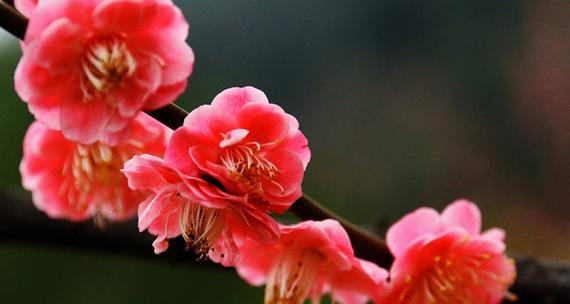 梅花象征着什么意义？梅花的花语和文化含义是什么？