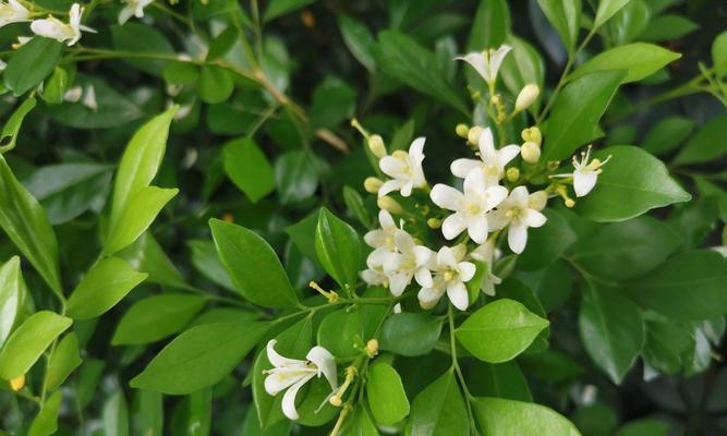 九里香的花期是什么时候？如何正确养护以延长花期？