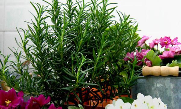 迷迭香花语是什么意思？迷迭香的传说有哪些？