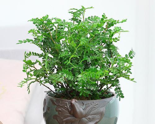 九里香种植时选择深盆还是浅盆好？哪种更适合生长？