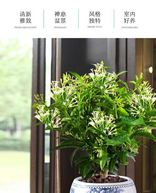 九里香种植时选择深盆还是浅盆好？哪种更适合生长？