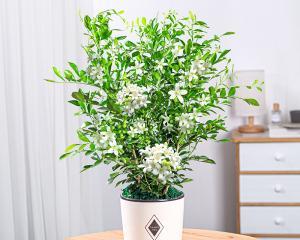 九里香四季开花吗？如何确保全年花开不断？