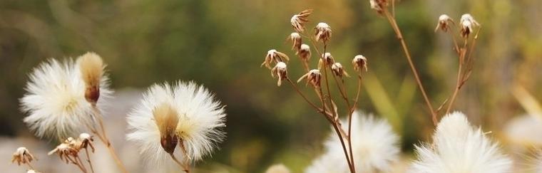 蒲公英的花语是什么？它的寓意有哪些常见问题？