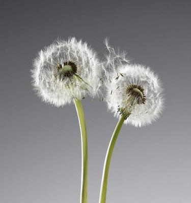 蒲公英的花语是什么？它的寓意有哪些常见问题？