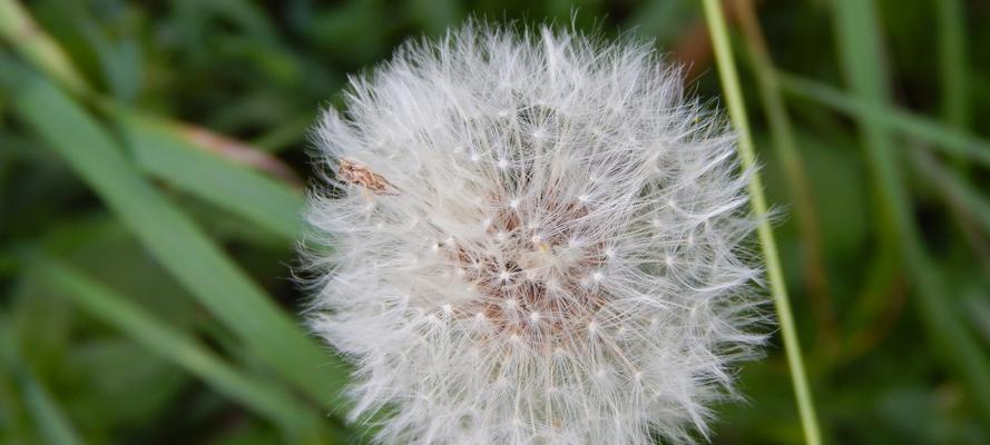蒲公英的花语是什么？它背后有哪些传说故事？