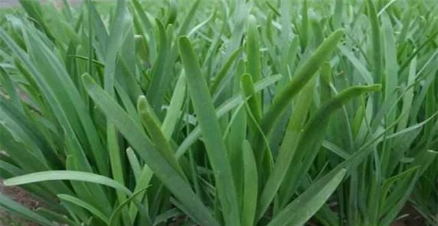韭菜打什么药好？防治韭菜病虫害的有效方法是什么？