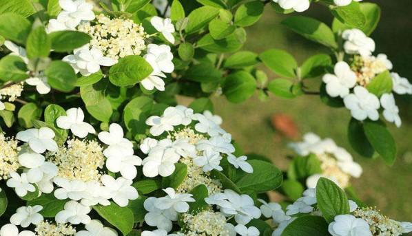 琼花花语是什么意思？琼花的象征意义有哪些？