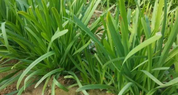 韭菜用什么肥料效果最佳？如何正确施肥？