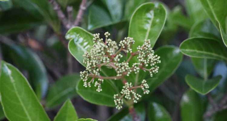 石楠花花语是什么？了解石楠花的象征意义和文化背景？