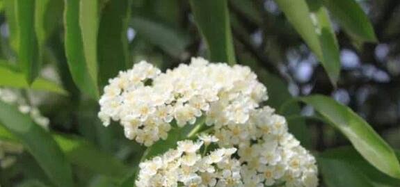 石楠花花语是什么？了解石楠花的象征意义和文化背景？