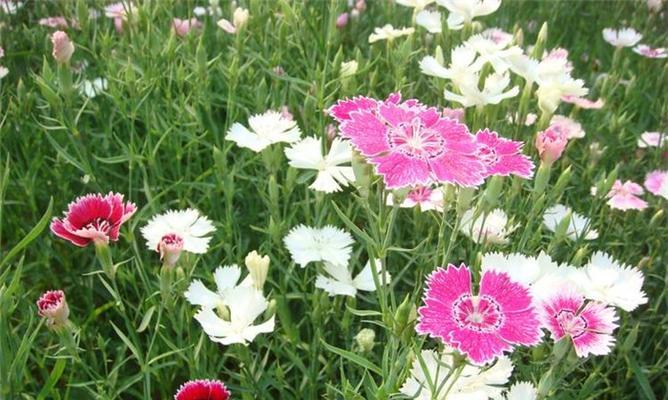 石竹花代表什么？石竹花的象征意义有哪些？