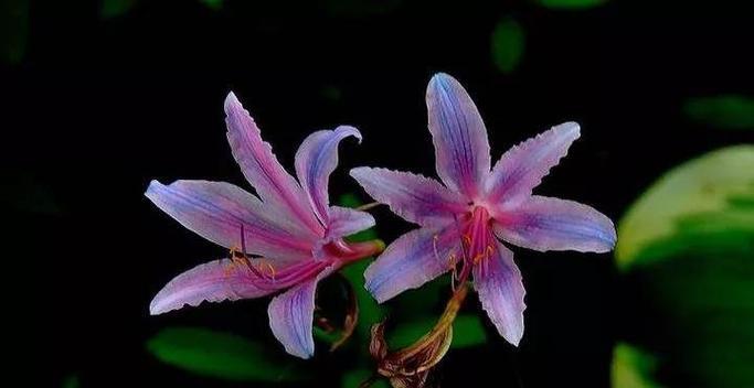 时钟花的花语是什么？它的传说故事有哪些？