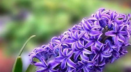 世界上最美的花语是什么？如何解读这些花朵的秘密语言？