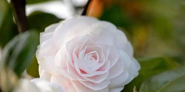 世界上最美的花语是什么？如何解读这些花朵的秘密语言？