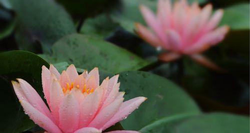 睡莲花语代表什么含义？如何正确解读睡莲的花语？