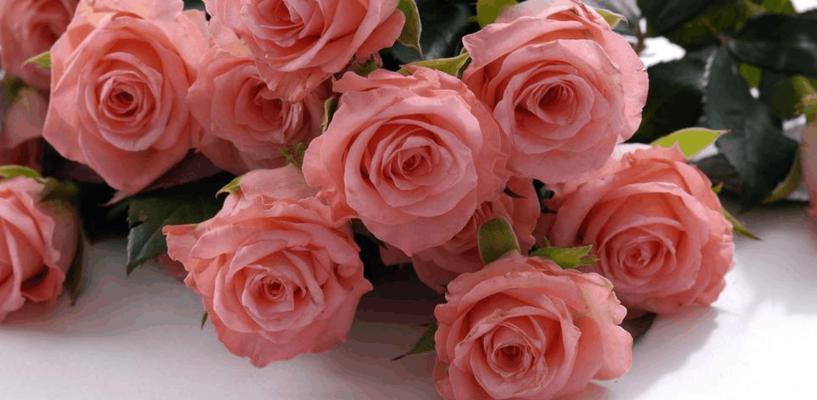 送花几朵代表什么意思？花语含义及送花数量指南