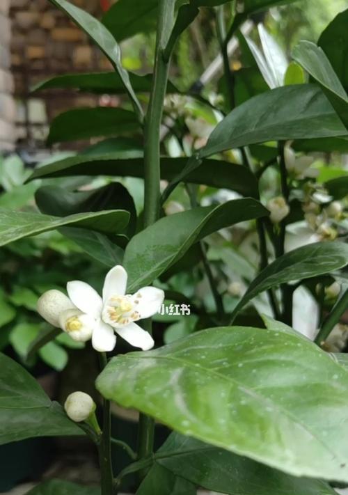 桔子树会开花吗？开什么样的花？