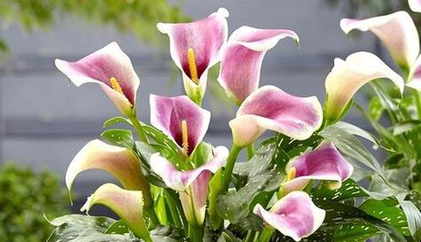 马蹄莲花的含义是什么？送马蹄莲花代表什么意义？