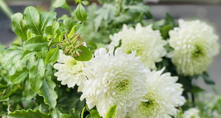 菊花什么时候开花？如何延长花期？