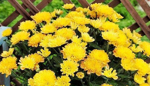 菊花什么时候开花？如何延长花期？