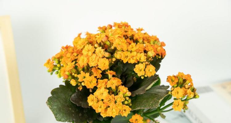 菊花浇硫酸亚铁的正确方法和注意事项是什么？