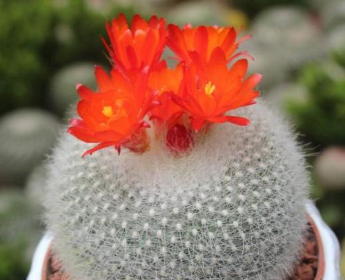 仙人球花语是什么？如何解读仙人球的花语含义？