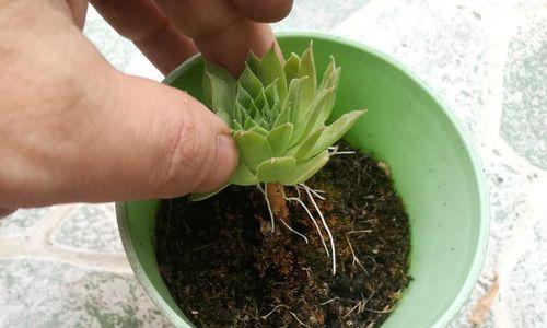 多肉植物分支怎么移植？移植过程中的注意事项是什么？