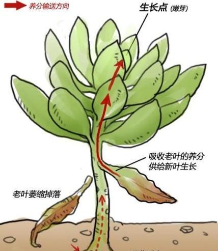 多肉植物分支怎么移植？移植过程中的注意事项是什么？