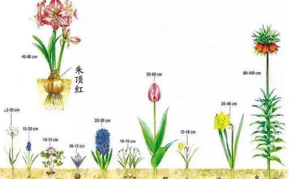 球茎花卉的配土要求有哪些？如何达到球茎花卉的配土标准？