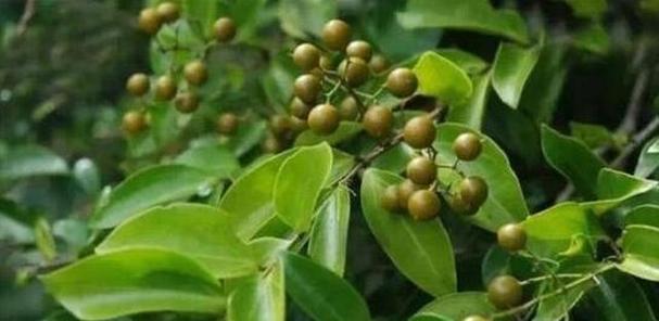 农村常见有毒植物有哪些？如何避免误食这些有毒植物？