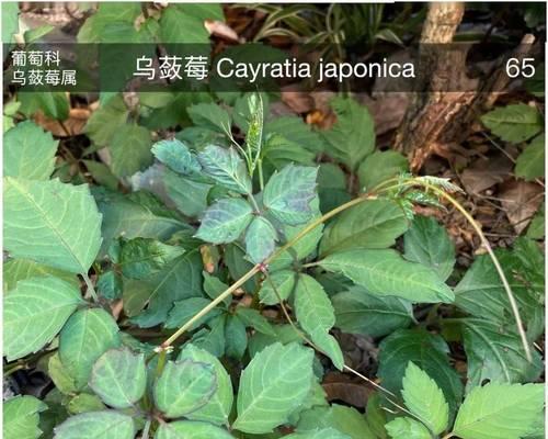 崧茯植物的特性及其用途有哪些？