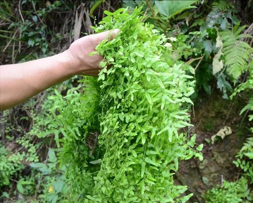 崧茯植物的特性及其用途有哪些？