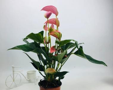 观叶又观花的花卉是什么意思？花卉观叶观花的含义是什么？