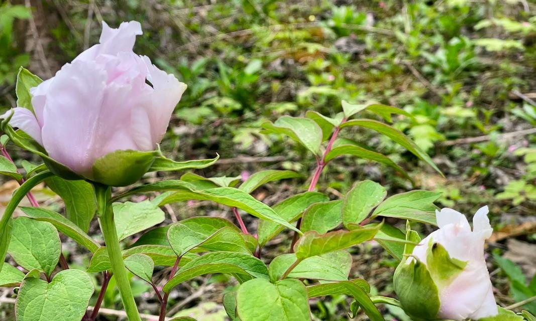 老桩白色牡丹花的养护要点是什么？