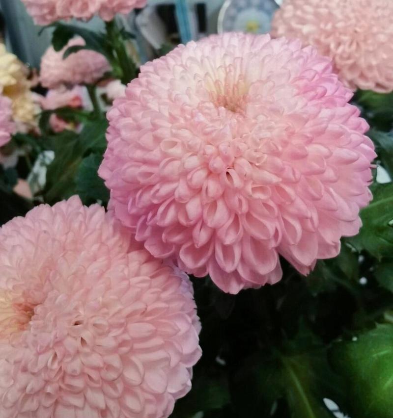 兵乓球菊花语有何特别含义？