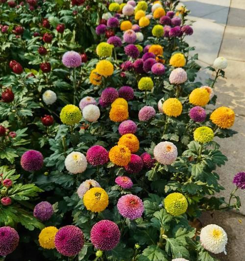 兵乓球菊花语有何特别含义？