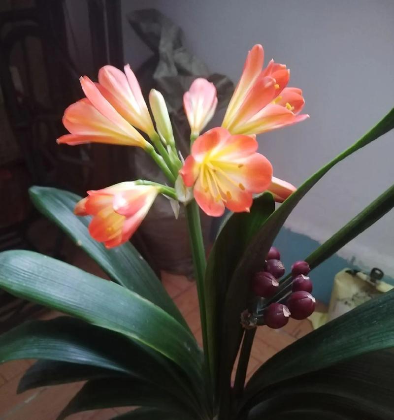 君子兰种子发芽后多久可以长大？